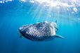 Whale Shark Adventure Swim Exmouth - We Wander
