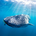 Whale Shark Adventure Swim Exmouth - We Wander