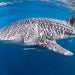 Whale Shark Adventure Swims Exmouth - We Wander