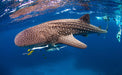 Whale Shark Adventure Swims Exmouth - We Wander