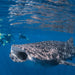 Whale Shark Adventure Swims Exmouth - We Wander