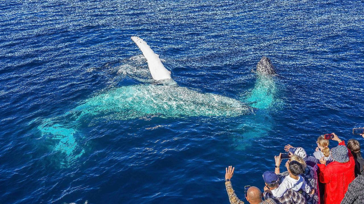 Whale Watching Cruise - We Wander