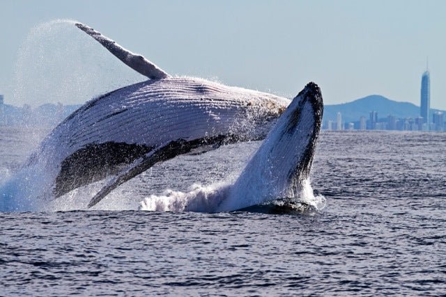 Whale Watching In A Private Boat - We Wander