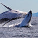 Whale Watching In A Private Boat - We Wander