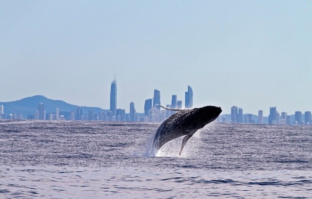 Whale Watching In A Private Boat - We Wander