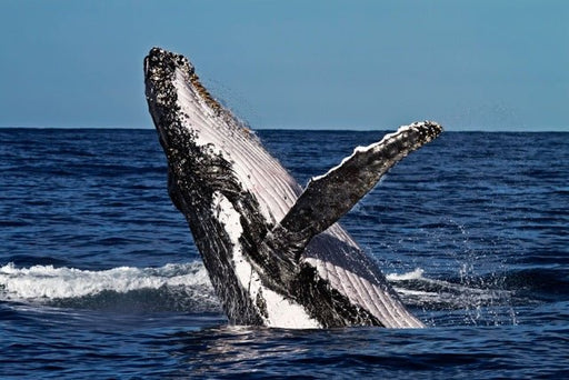 Whale Watching In A Private Boat - We Wander