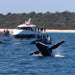 Whalesong Whale Watch Tour - We Wander