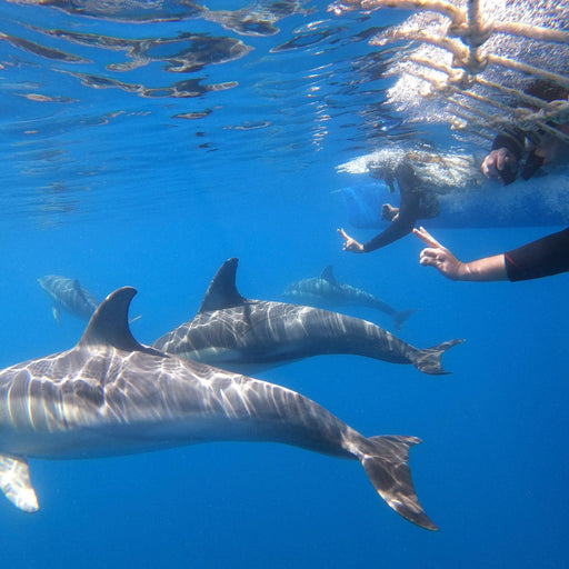 Wild Dolphin Swim - We Wander