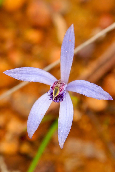 Wild Flowers And Orchids Of Western Australia Photographic Day Tour - We Wander