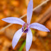 Wild Flowers And Orchids Of Western Australia Photographic Day Tour - We Wander