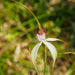 Wild Flowers And Orchids Of Western Australia Photographic Day Tour - We Wander