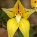 Wild Flowers And Orchids Of Western Australia Photographic Day Tour - We Wander