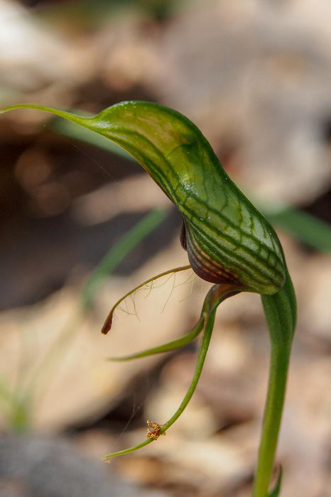 Wild Flowers And Orchids Of Western Australia Photographic Day Tour - We Wander