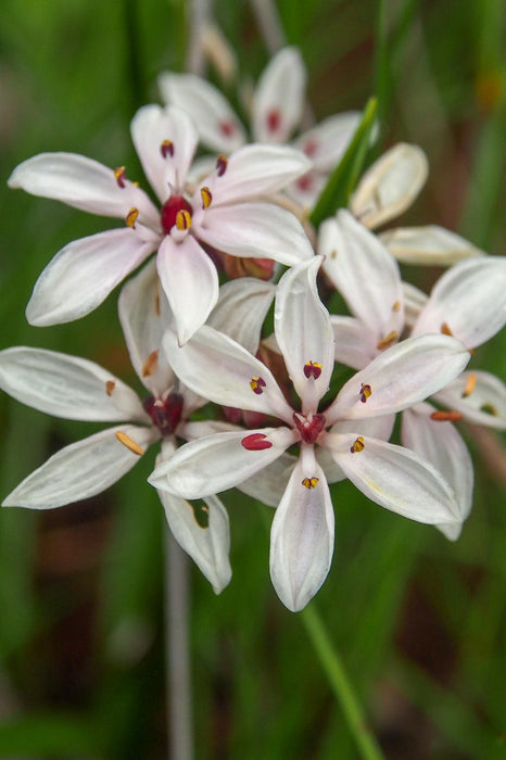 Wild Flowers And Orchids Of Western Australia Photographic Day Tour - We Wander