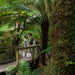 Wildlife Tours Australia: Great Ocean Road Rainforest Tour - We Wander