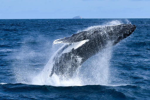 Wilsons Prom Whale Cruise - We Wander