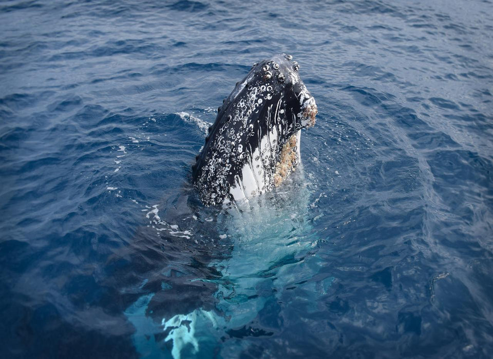 Wilsons Prom Whale Cruise - We Wander