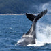 Wilsons Prom – Whale Cruise - Family - We Wander