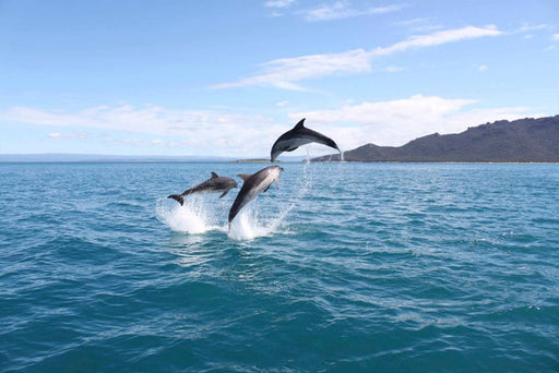 Wineglass Bay Cruises - Sky Lounge For Adults Only - We Wander