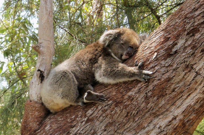 Yanchep National Park & Crystal Cave - We Wander