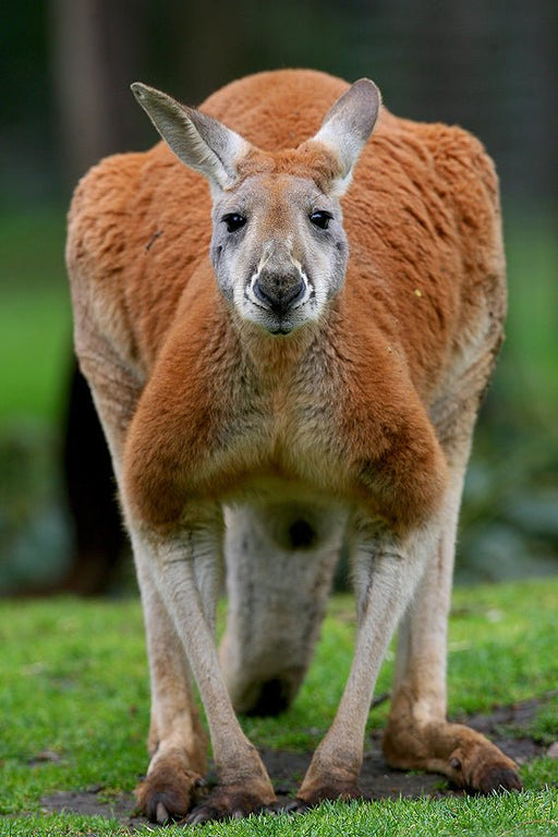 Yarra Valley Wildlife, Wine & Food Day Tour - We Wander