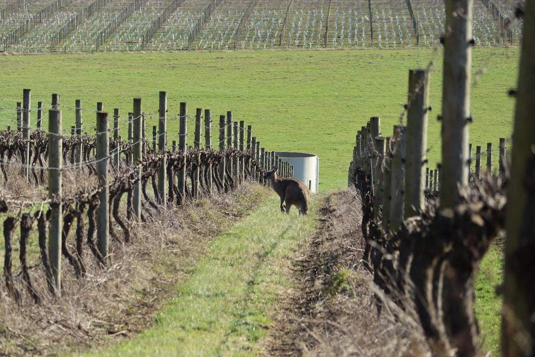 Yarra Valley Wine Tour - Full Day Public Tour - We Wander