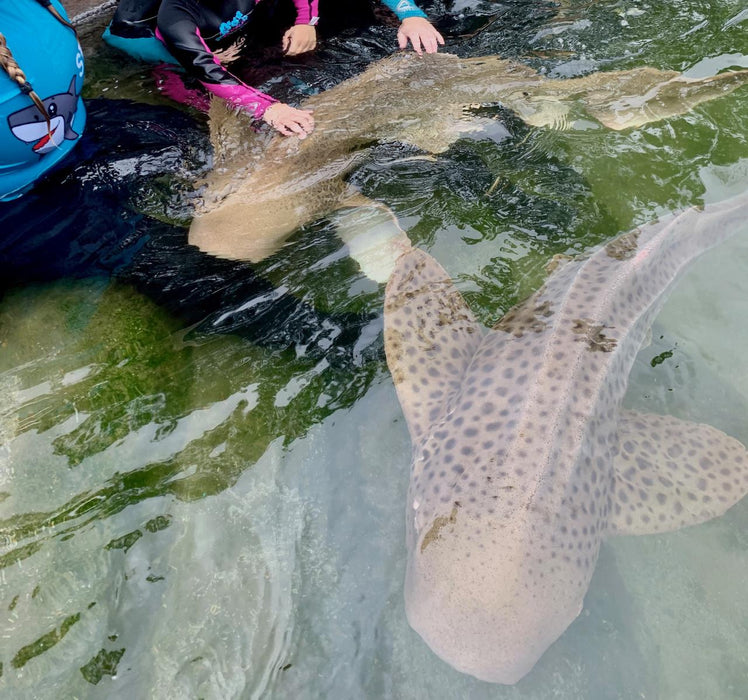 Zebra Shark Encounter With Entry Pass - We Wander