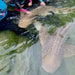 Zebra Shark Encounter With Entry Pass - We Wander