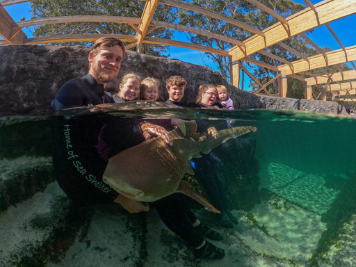 Zebra Shark Encounter With Entry Pass - We Wander