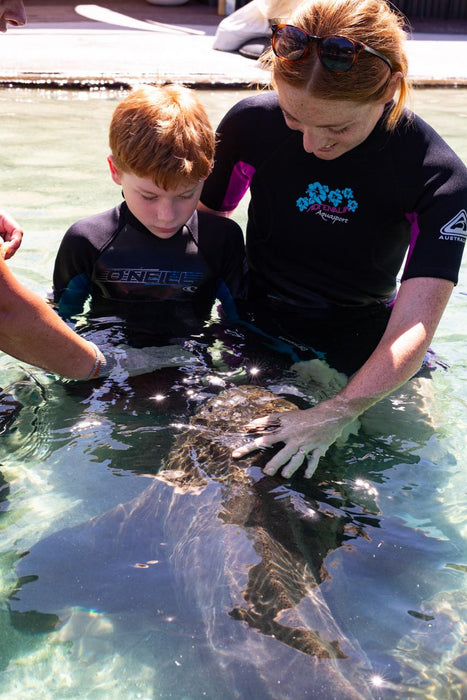 Zebra Shark Encounter With Entry Pass - We Wander