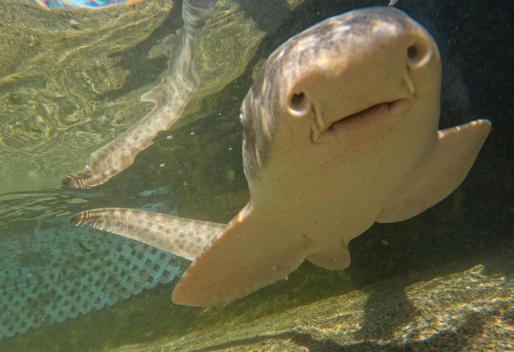 Zebra Shark Encounter With Entry Pass - We Wander