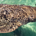 Zebra Shark Encounter With Entry Pass - We Wander